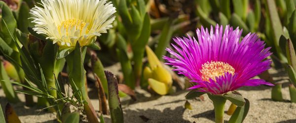 Kanna oil vape cartridge (Sceletium tortuosum) - Image 2